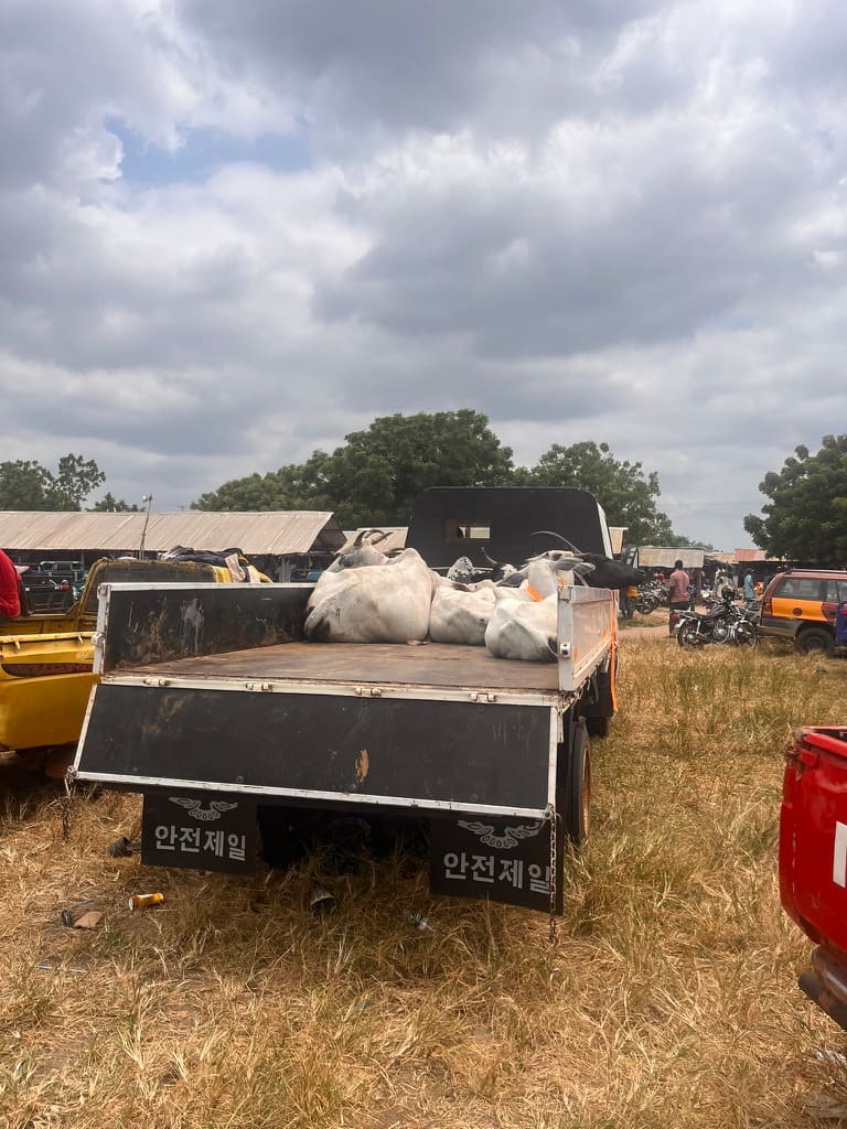 Cattle loaded in the bed of a truck at the market.