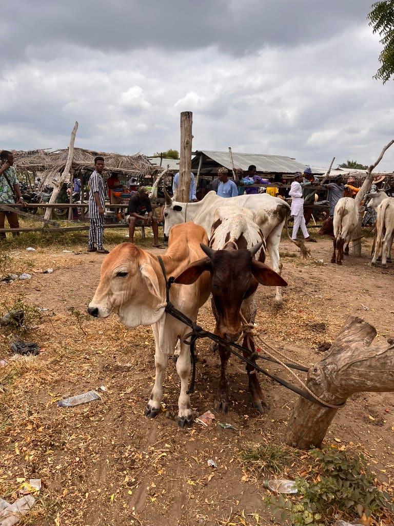 Two yoked oxen standing in a busy West African cattle market.